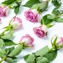 Brievenbus Rozen paars liggend
